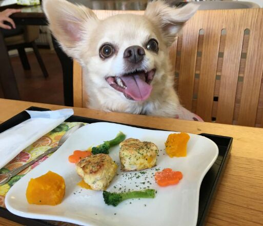 ドッグカフェ 札幌,犬カフェ 札幌