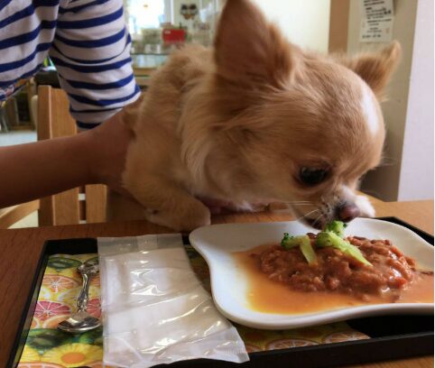 ドッグカフェ 札幌,犬カフェ 札幌